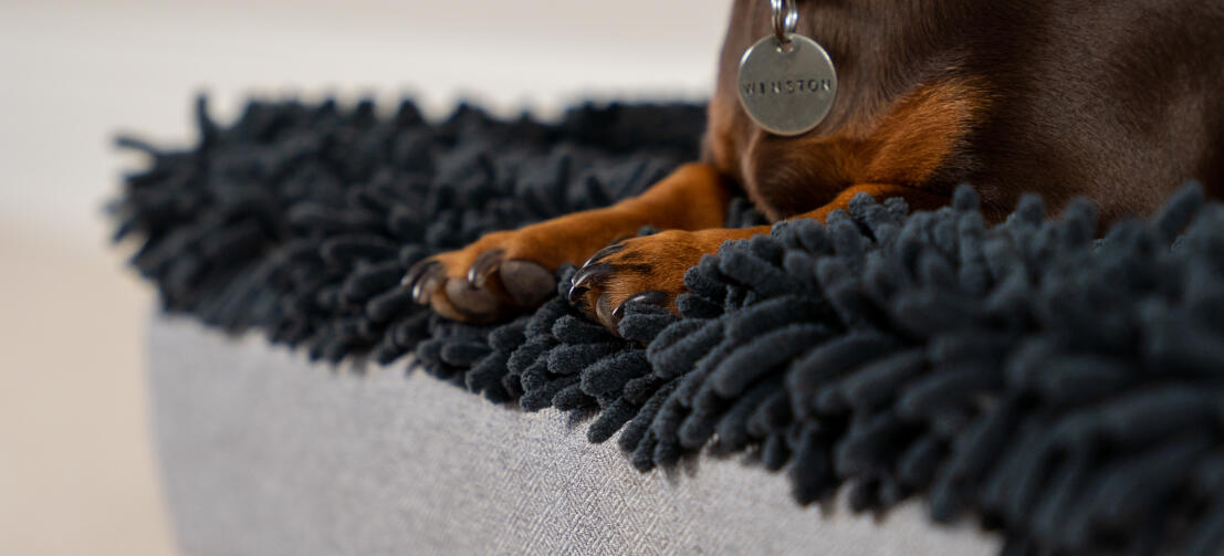 Topology lit pour chien