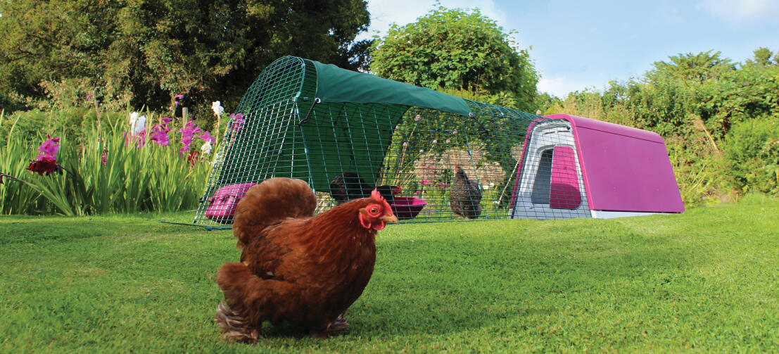 Un Eglu Go poulailler avec parcours dans un jardin avec trois poules