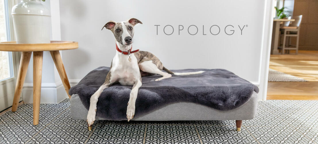 Lévrier se reposant dans le Topology lit surélevé moderne pour chien