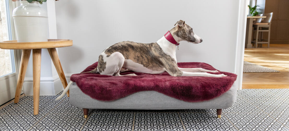 Topology lit pour chien