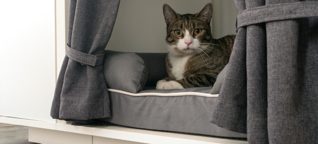 En surélevant le lit de votre chat, la Maya Nook, la plus inventive des niches, le protège des courants d'air et autres désagréments. En surélevant le lit de votre chat, la Maya Nook, la plus inventive des niches, le protège des courants d'air et autres désagréments.