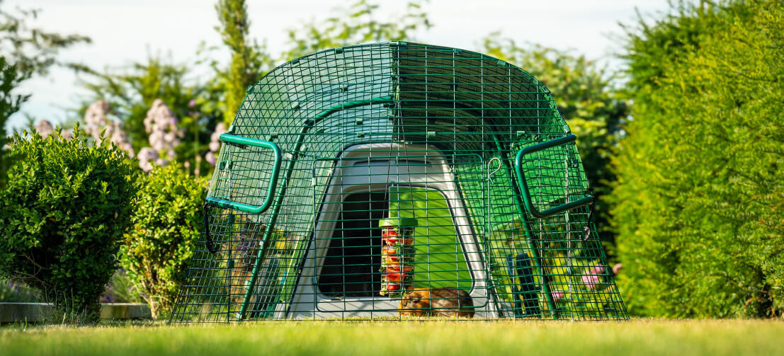 Vue de face du clapier Eglu Go dans le jardin, avec un cochon d'inde et un porte-Gourmandises Caddi à l'intérieur du clapier.