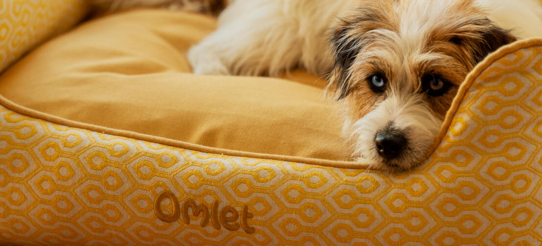 Terrier se relaxant sur un lit pour chien Omlet nest en nid d'abeille imprimé pollen.