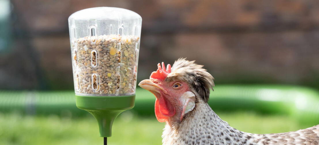 Poule inspectant le jouet à picorer Omlet 