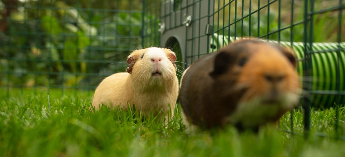 Deux cochons d'inde à l'intérieur d'un parc relié à un tunnel Zippi.
