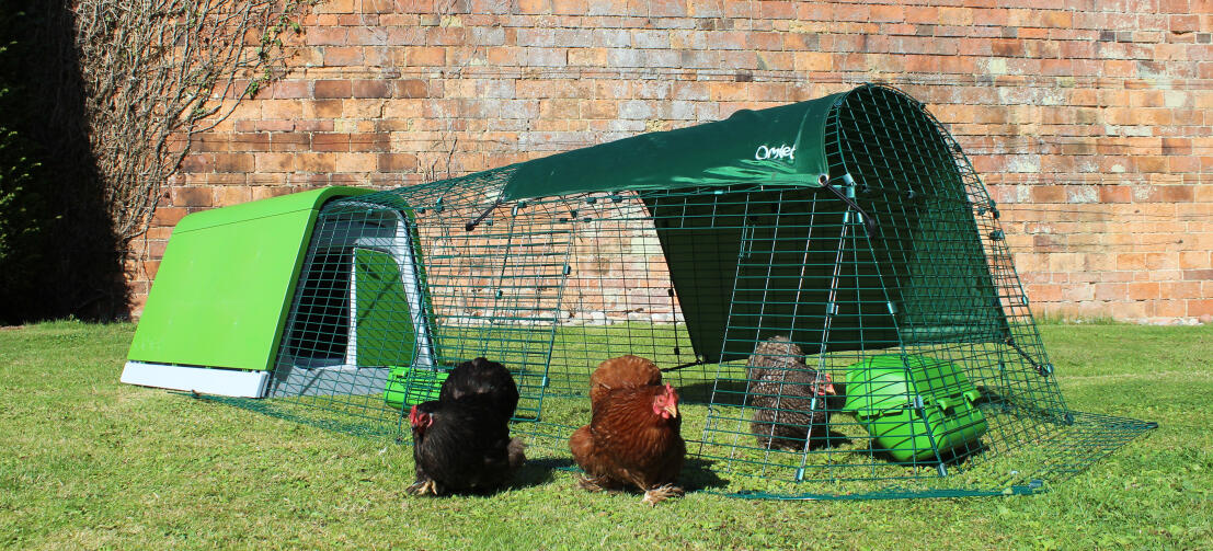 Les bantams s'aventurent hors de leur enclos Eglu Go