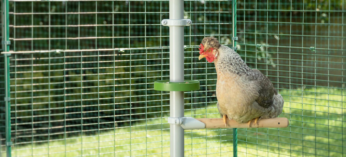 gros plan sur le perchoir pour poules basique