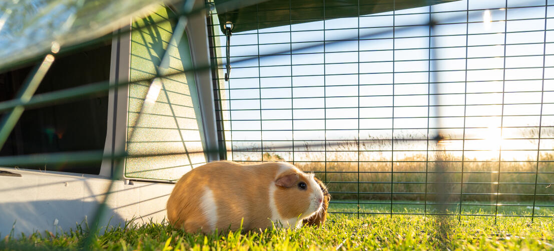 Un cochon d'inde se tenait à côté de l'entrée du clapier de Eglu Go à l'intérieur de l'enclos.