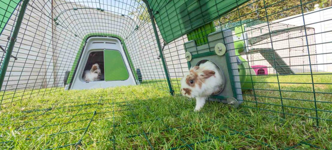 Lapins jouant dans leur clapier vert Eglu Go et leur parcours avec Zippi tunnel attaché