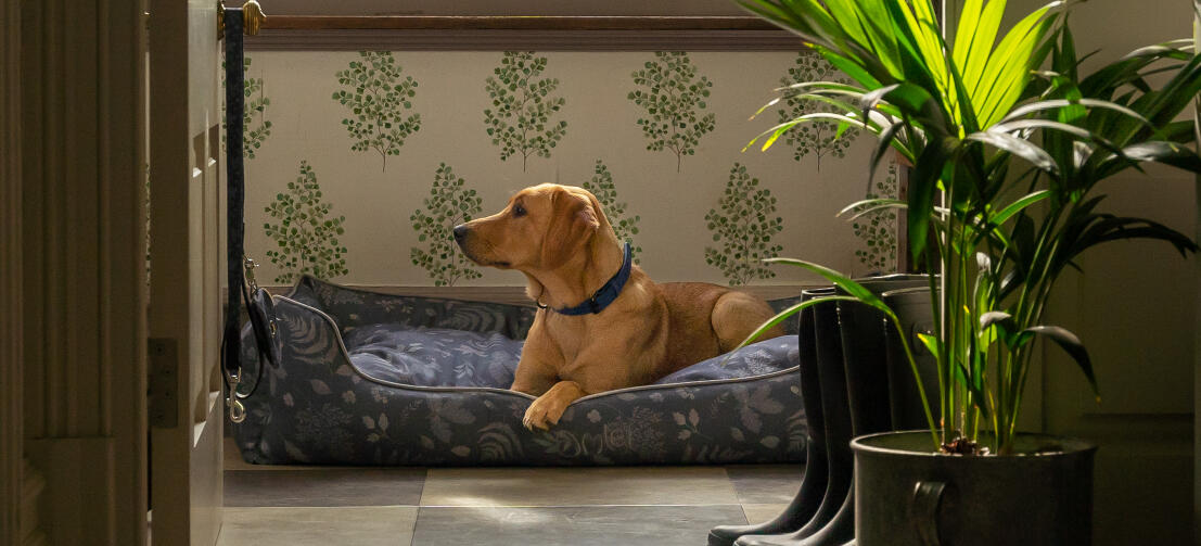 Retriever regardant à l'extérieur de son lit pour chien de style Omlet. Retriever regardant à l'extérieur de son lit pour chien de style Omlet.