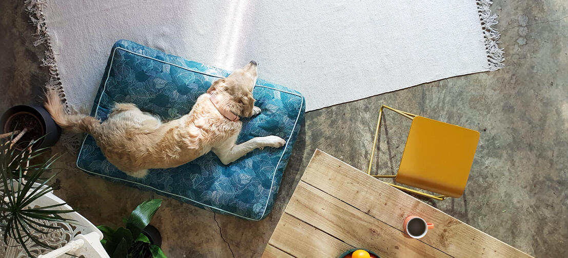 Retriever couché sur un coussin pour chien à motifs faciles à nettoyer Omlet 