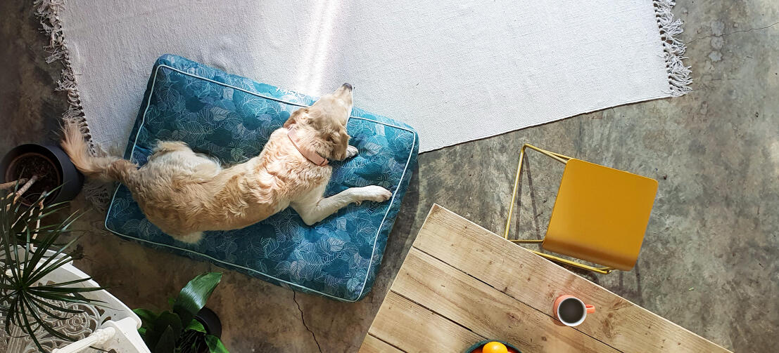 Retriever couché sur un coussin pour chien à motifs faciles à nettoyer Omlet