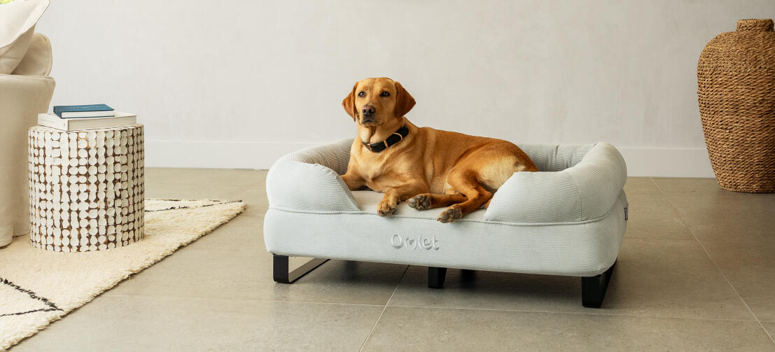 Le chien retriever est couché dans un lit à traversin élégant et raffiné avec des pieds en rail noir.