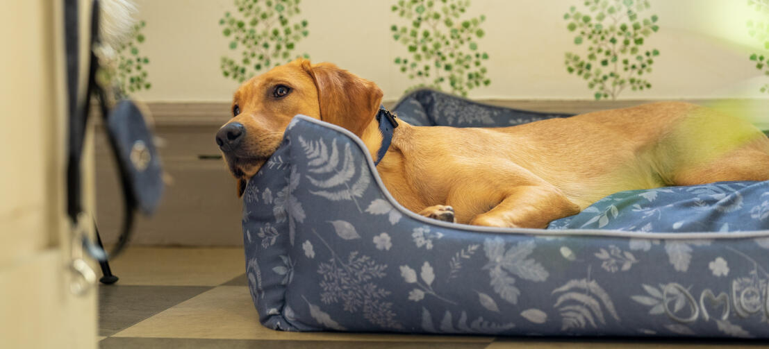 Retriever reposant sa tête sur le lit de soutien pour chiens en filet Omlet