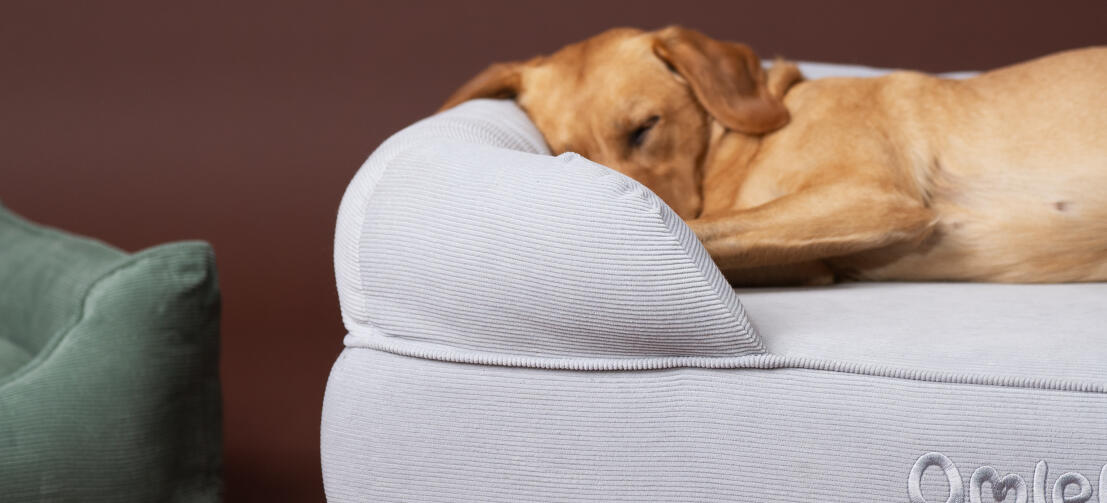 Retriever dormant sur un lit douillet pour chien Omlet bolster