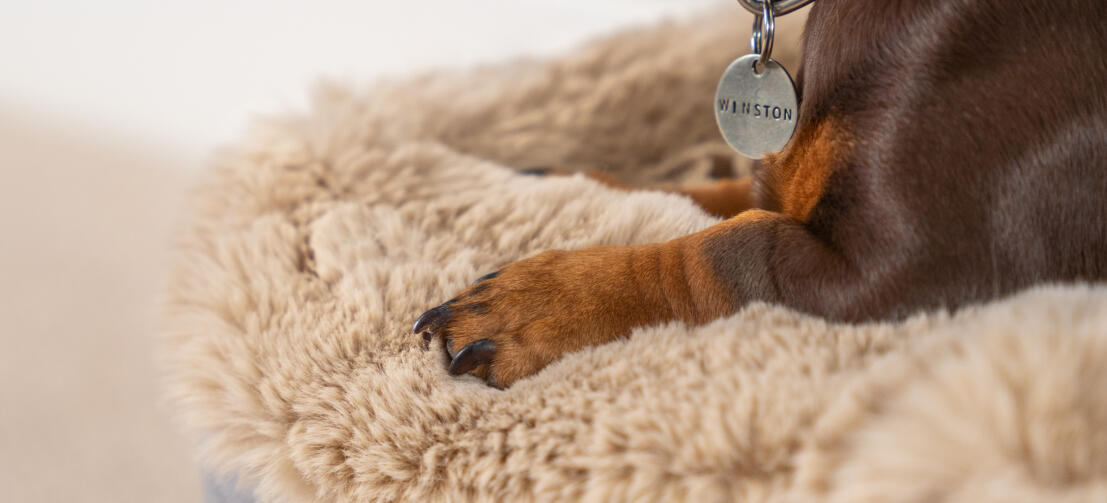 Topology lit pour chien