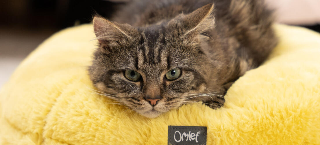 Chat qui se repose sur son panier pour chat maya donut ultra doux