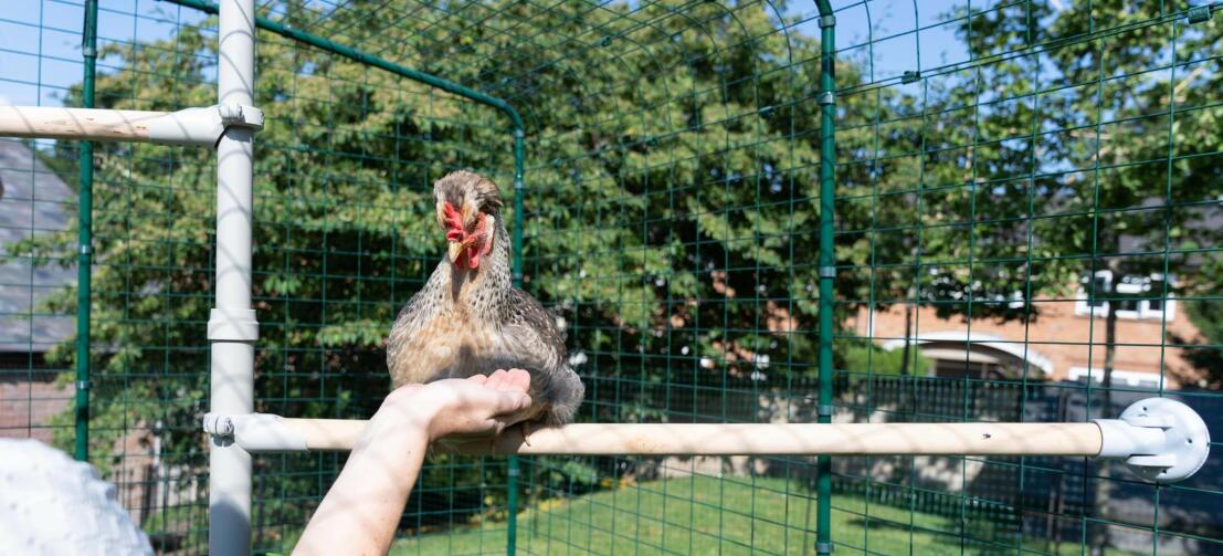 Femme caressant sa poule à l'intérieur du walk in run