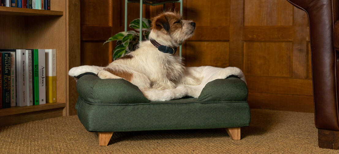 Terrier sur traversin vert avec couverture en peau de mouton