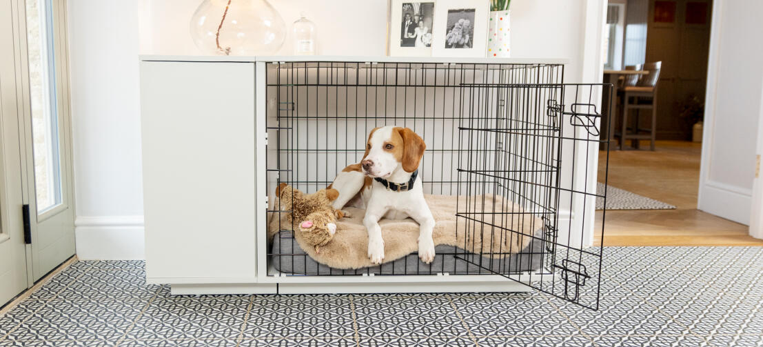 Topology lit pour chien