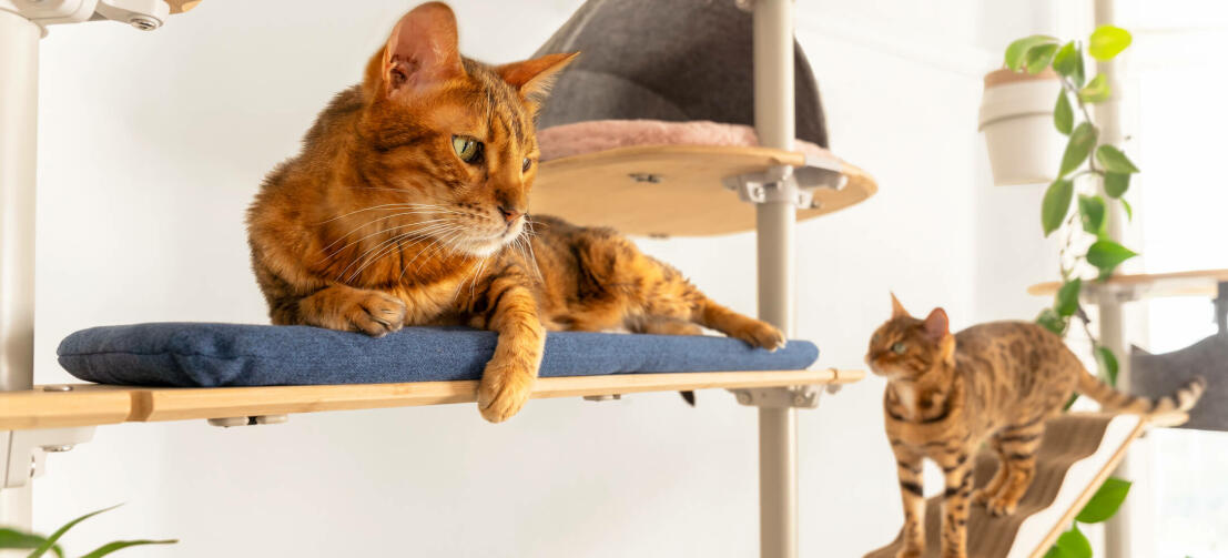 Deux chats qui se détendent sur le site Omlet Freestyle arbre à chat d'intérieur allant du sol au plafond