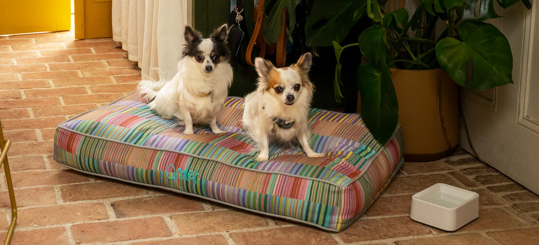 Deux chihuahuas sur un lit pour chien doux et moelleux Omlet cushion dog bed