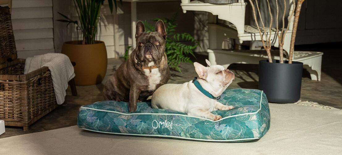 Deux frenchies partageant un élégant lit pour chien à motifs Omlet cushion bed