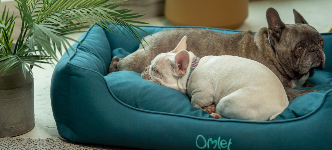 Gros plan de deux frenchies blottis dans un lit pour chien doux et confortable Omlet nest