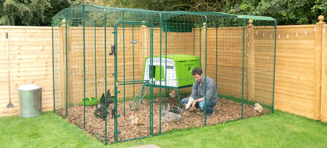 Homme donnant à manger à ses poulets sur Omlet chicken walk in run with green Eglu large chicken coop next to him