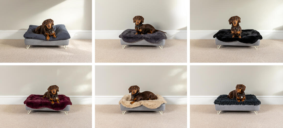 Topology lit pour chien