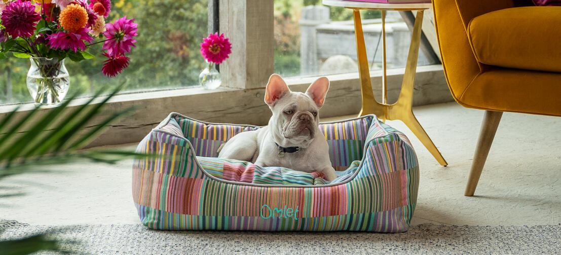 Frenchie blanc allongé dans un lit pour chien confortable et stylé Omlet nest Frenchie blanc allongé dans un lit pour chien confortable et stylé Omlet nest