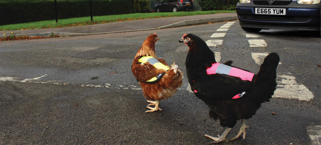 Avec ce gilet, vous pouvez être sûr que personne ne renversera vos poules par inadvertance !