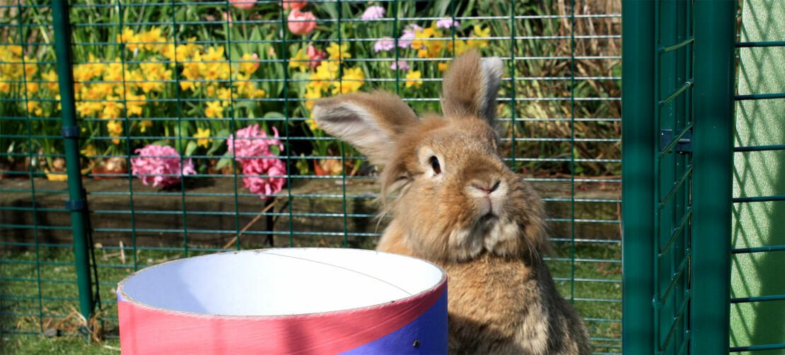 Le Grand Enclos en acier Omlet convient aux lapins de toute race et de toute taille