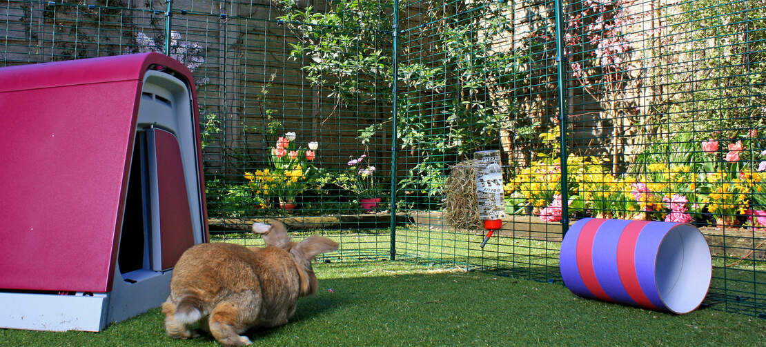 Vos lapins seront ravis de pouvoir bondir dans leur enclos spacieux