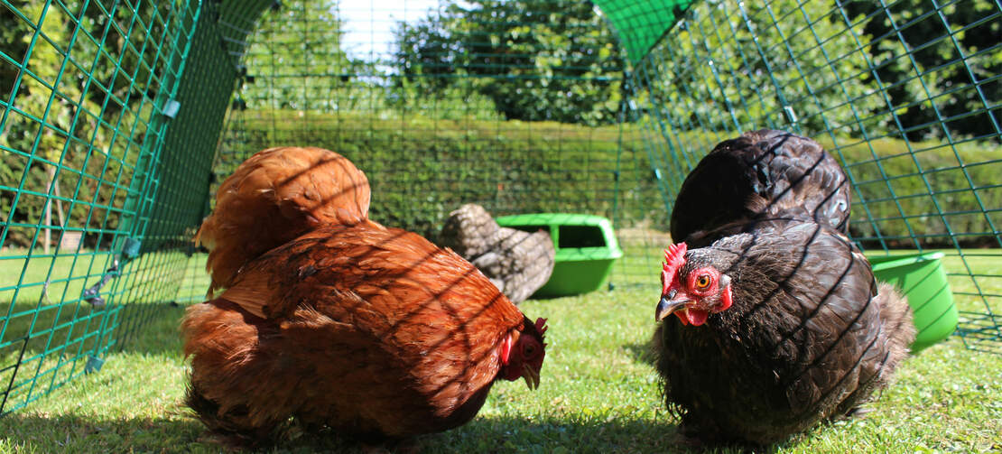 Des bantams qui se promènent dans l'enclos du poulailler en plastiqueEglu Go Des bantams qui se promènent dans l'enclos du poulailler en plastiqueEglu Go