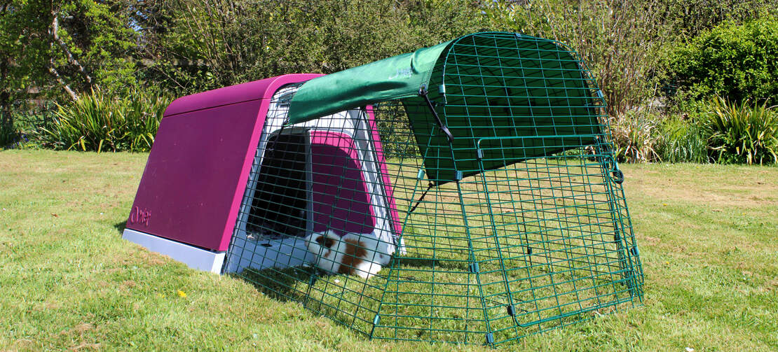 Le Clapier violet pour cochons d'Inde Eglu Go Le Clapier violet pour cochons d'Inde Eglu Go