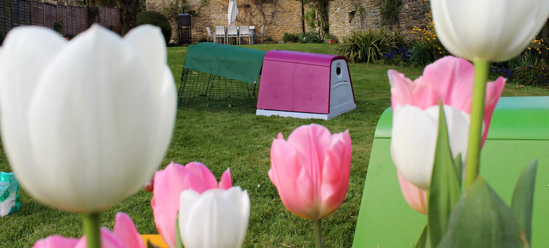 Le Clapier d'Extérieur pour cochons d'Inde Eglu Go, vert ou violet, aura fière allure dans tous les jardins ! Le Clapier d'Extérieur pour cochons d'Inde Eglu Go, vert ou violet, aura fière allure dans tous les jardins !