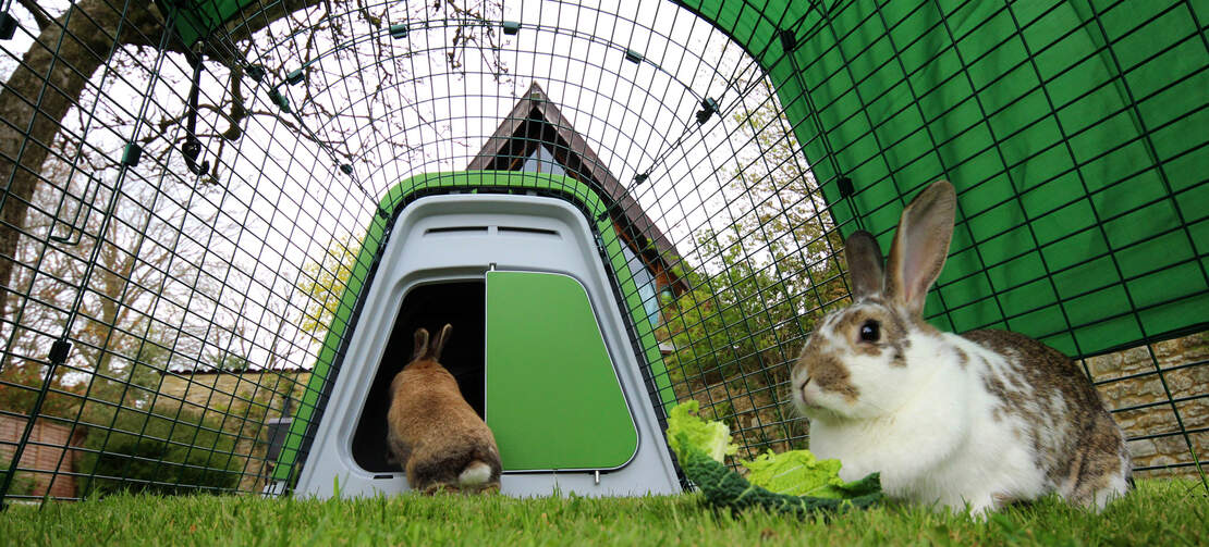 Vos lapins pourront entrer et sortir de leur clapier à leur guise !