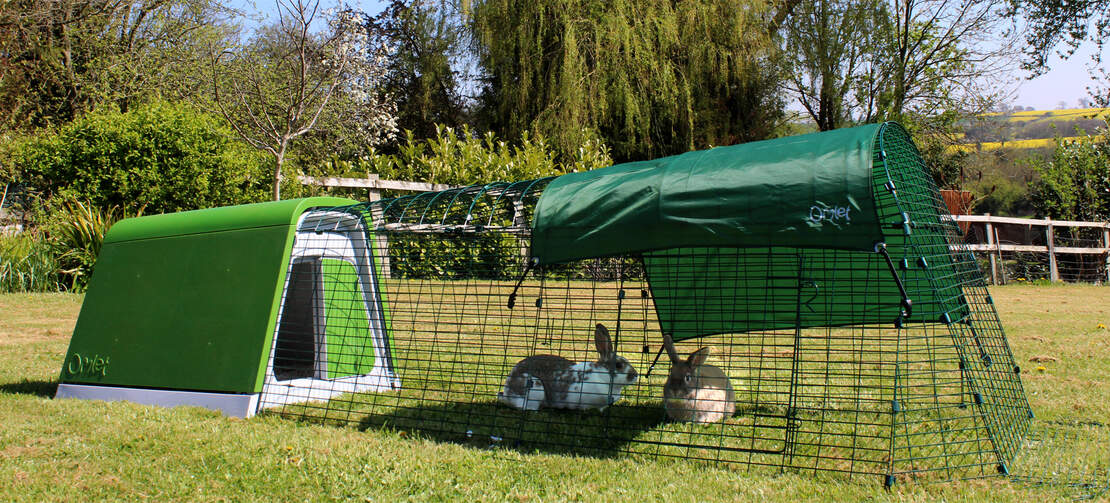 Deux lapins en train de jouer dans l'enclos de leur Clapier Eglu Go