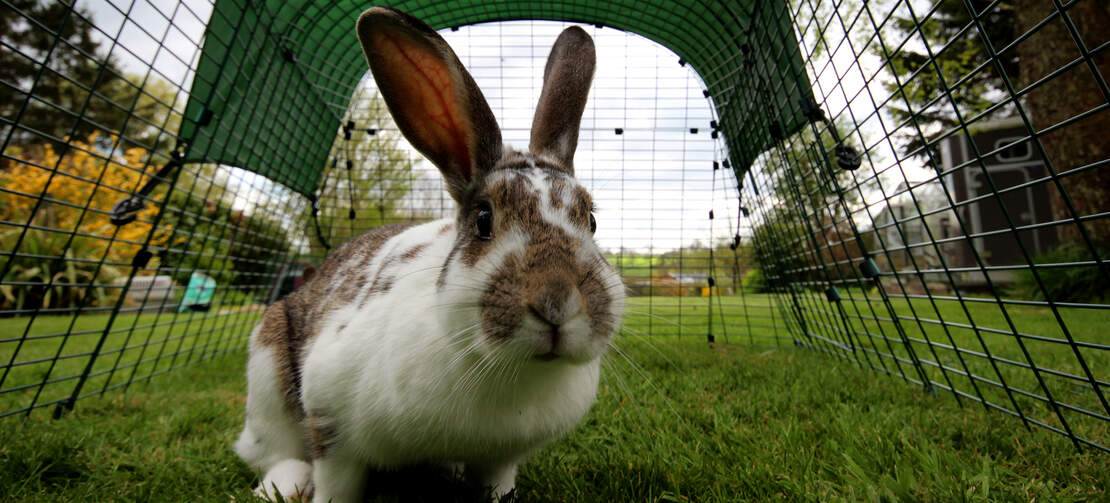 L'enclos du Clapier sécurisé Eglu Go est suffisamment spacieux pour que votre lapin bondisse dans tous les sens !
