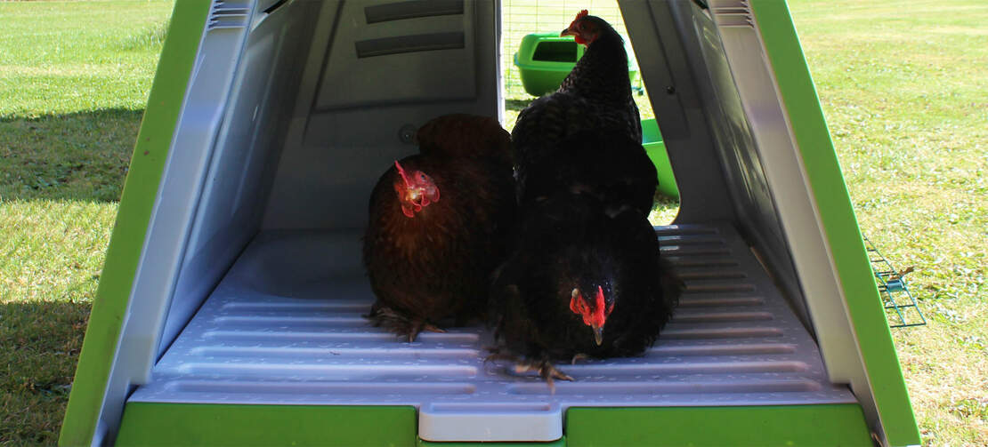 Des bantams perchées dans leur poulailler en plastique Eglu Go Des bantams perchées dans leur poulailler en plastique Eglu Go
