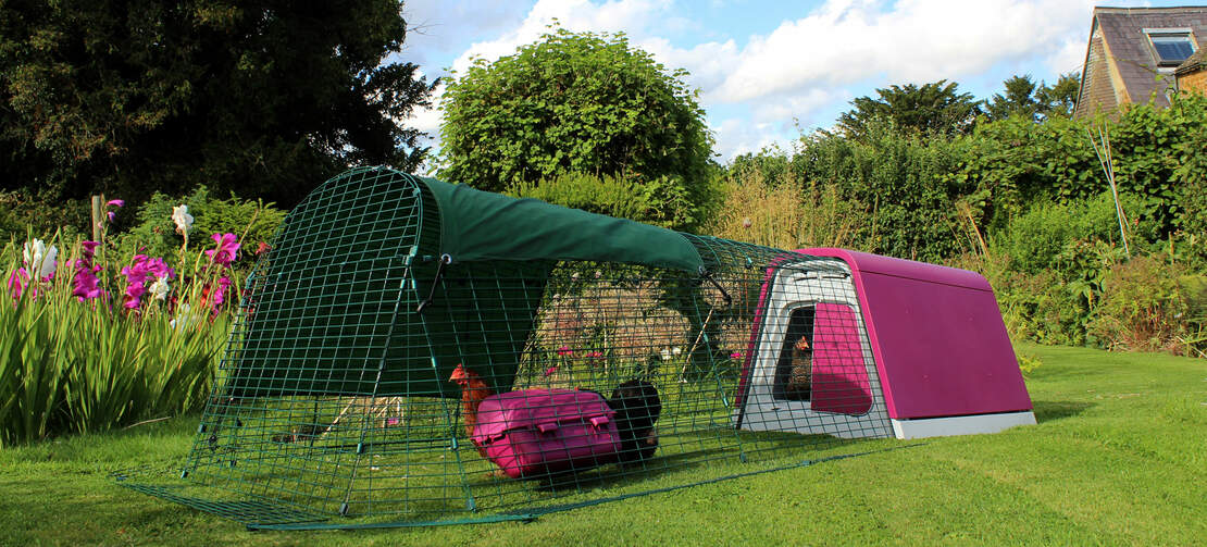 Le poulailler violet Eglu Go dans un jardin Le poulailler violet Eglu Go dans un jardin
