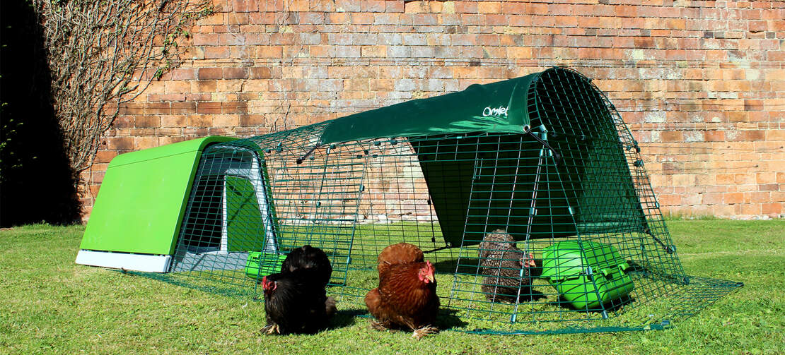 Des bantams s'aventurant hors de leur enclos anti-prédateur Des bantams s'aventurant hors de leur enclos anti-prédateur