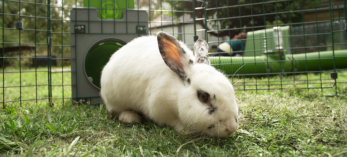 Utilisez le tunnel modulaire Zippi pour que vos lapins aient de l'herbe fraîche tous les jours
