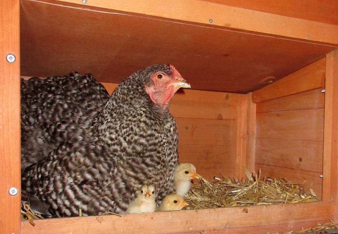 Combien De Fois Une Poule Couve Par An Ma poule s'apprête-t-elle à couver ? | A propos des poules | Poules