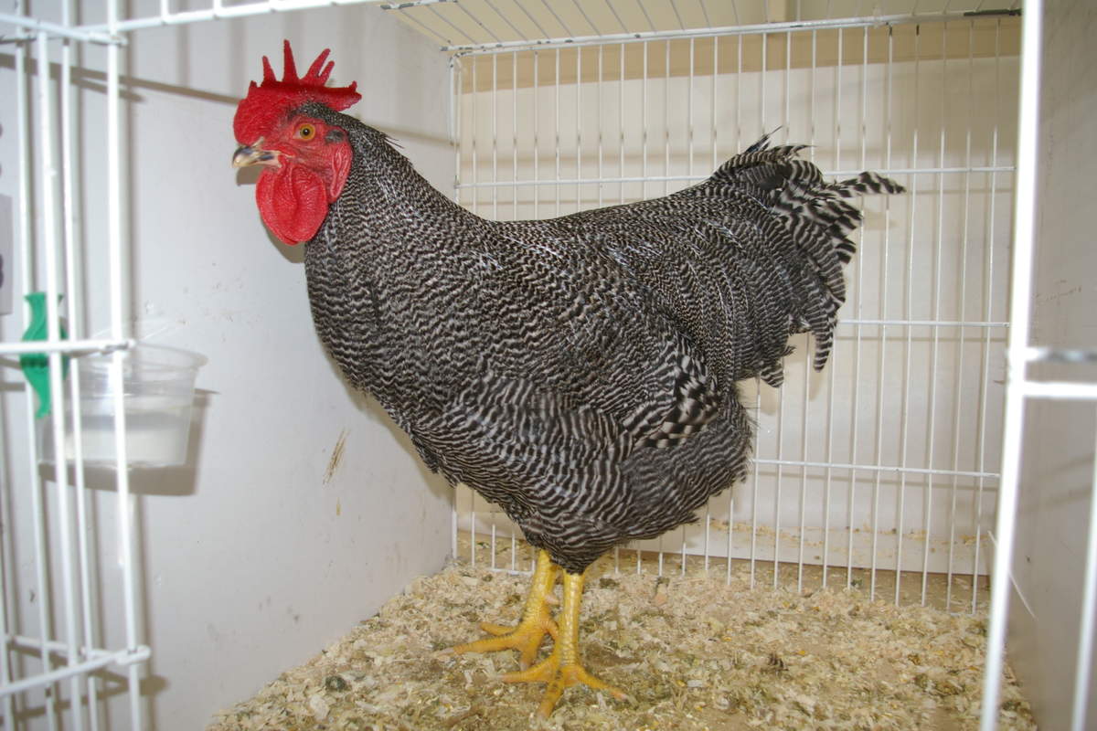 Plymouth Rock For Sale Poules Informations sur les races Omlet