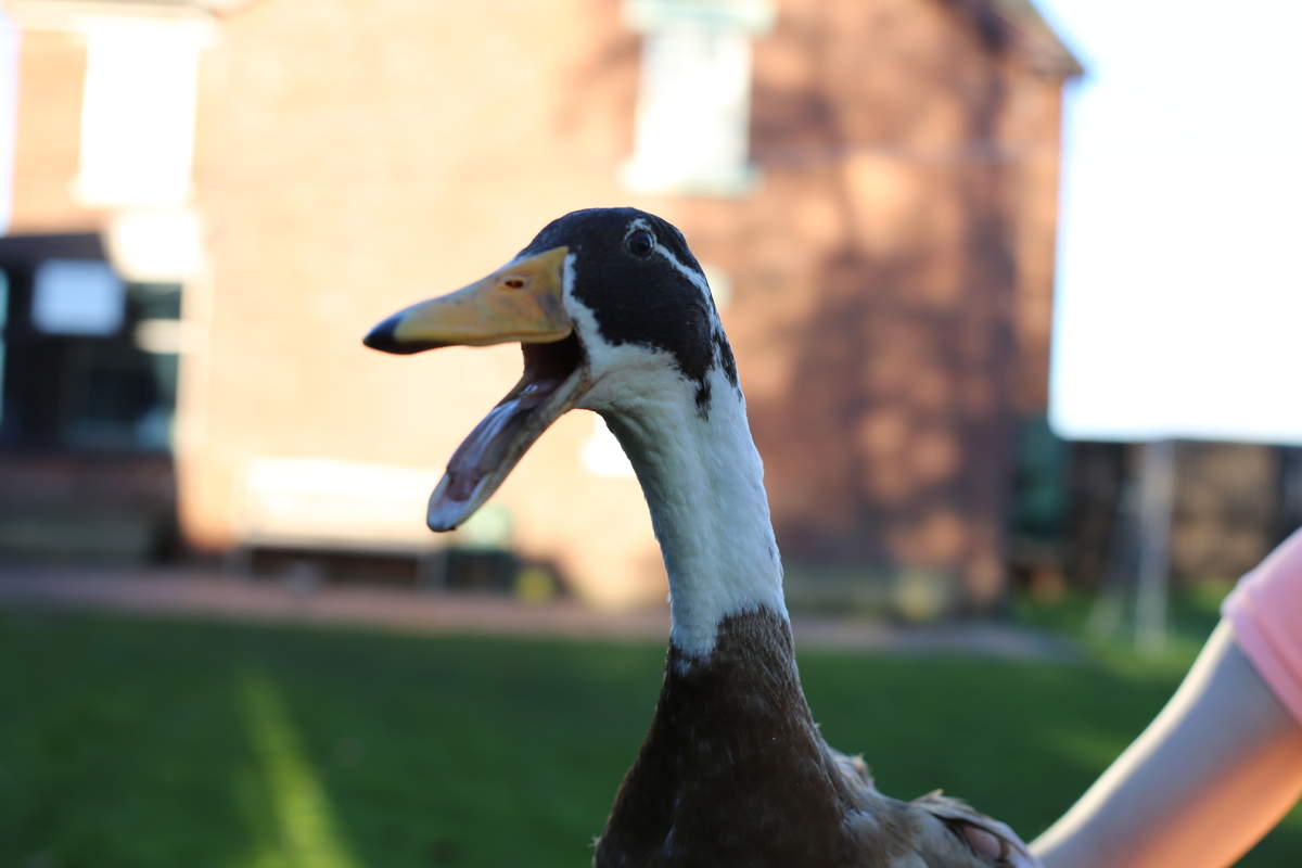 Indian Racing Drake Bird Coureur indien | Canards | Informations sur les races | Omlet
