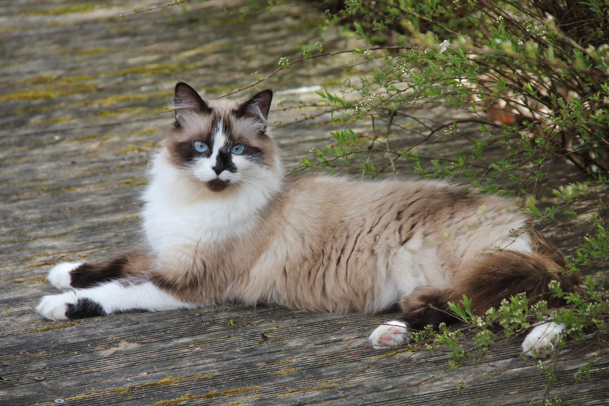 Ragdoll | Chats | Informations sur les races | Omlet