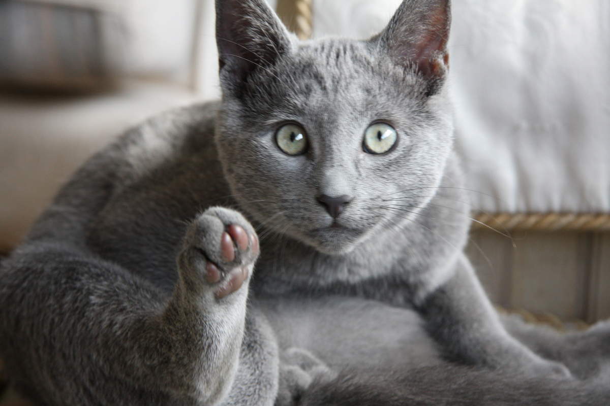 Long Haired Russian Blue Cats: What You Need to Know - wide 8