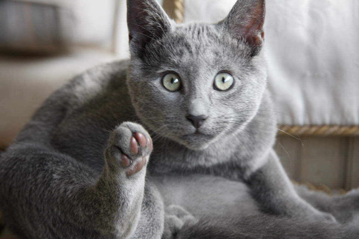 Bleu russe Chats Informations sur les races Omlet